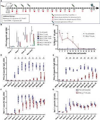 Adoptive transfer of allergen-expressing B cells prevents IgE-mediated allergy